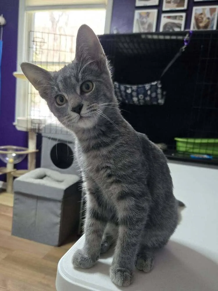A baby small-sized male Gray / Blue / Silver Domestic Short Hair cat named Arctic for adoption in Greensburg, PA