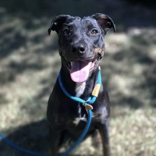 A young medium-sized female Tricolor (Brown, Black, & White) Labrador Retriever dog named Luna for adoption in Columbia, SC