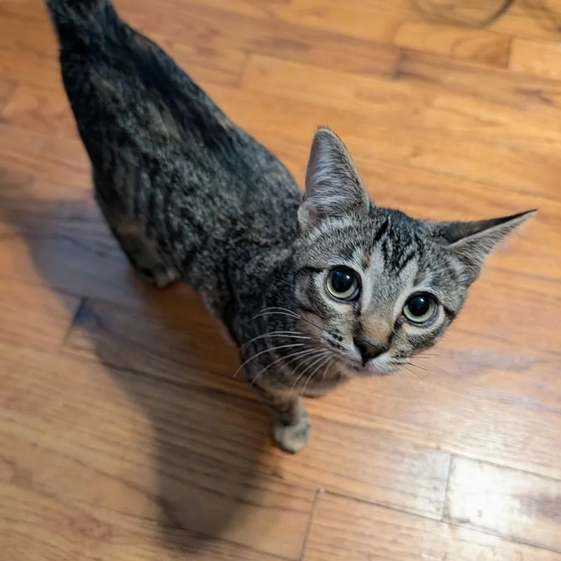 A baby medium-sized female Tabby (Brown / Chocolate) Domestic Short Hair cat named Penelope II for adoption in Houston, TX