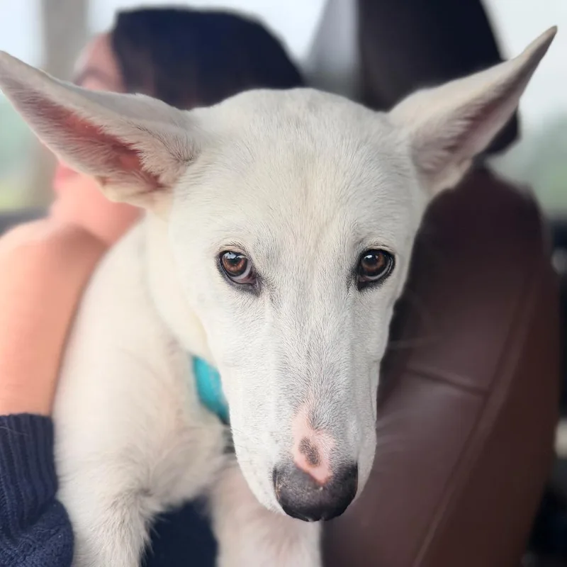 A baby medium-sized female White / Cream Shepherd dog named Casper for adoption in Memphis, TN