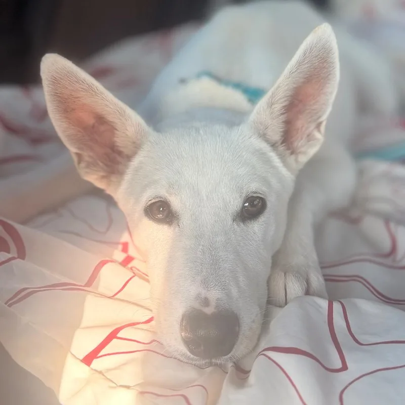 Casper thumbnail 6