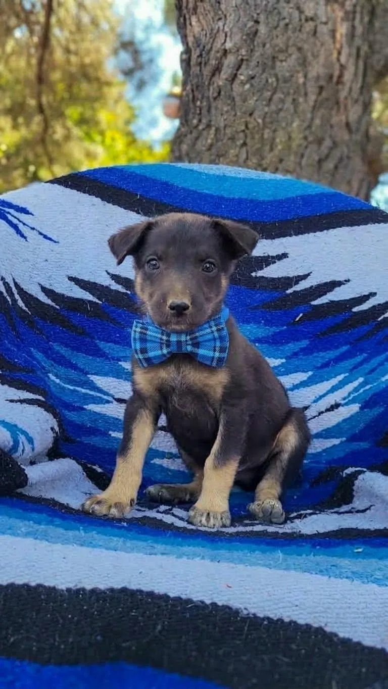 A baby medium-sized male German Shepherd Dog dog named Hamm for adoption in Anza, CA