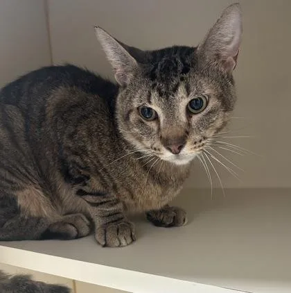 An adult medium-sized male Domestic Short Hair cat named Gelato for adoption in Fairfax, VA