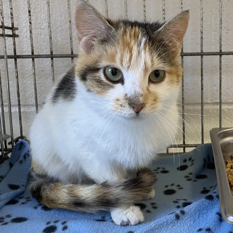 A young medium-sized female Calico Domestic Short Hair cat named Snugglez for adoption in King George, VA