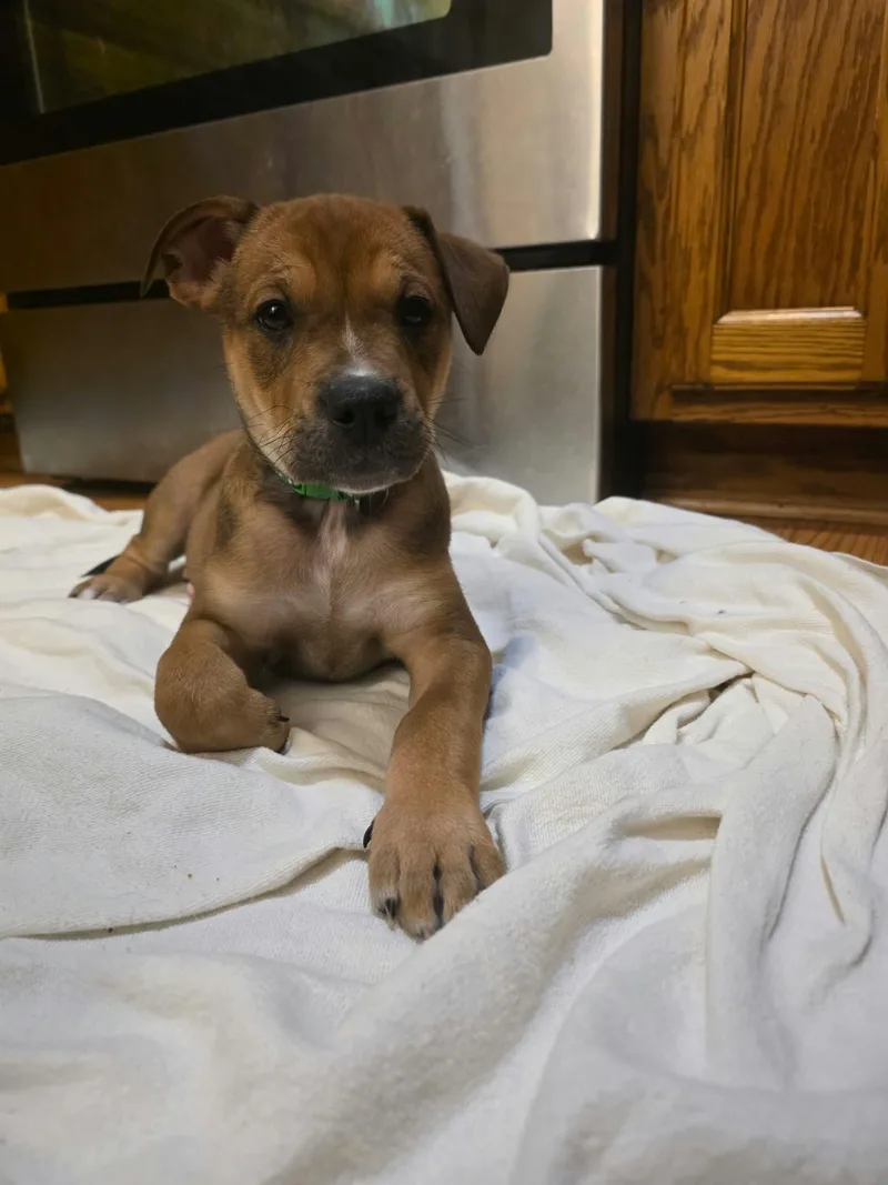 A baby medium-sized male Boxer dog named Winton for adoption in Minneapolis, MN