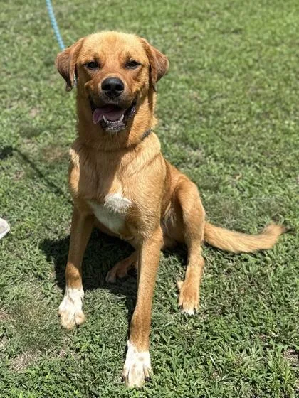 An adult large-sized male Anatolian Shepherd dog named Yogi Bear for adoption in King William, VA