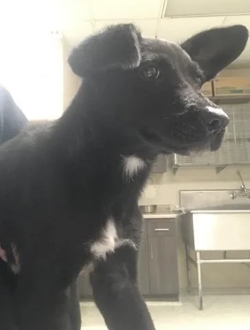 A young small-sized female Labrador Retriever dog named A for adoption in Conroe, TX
