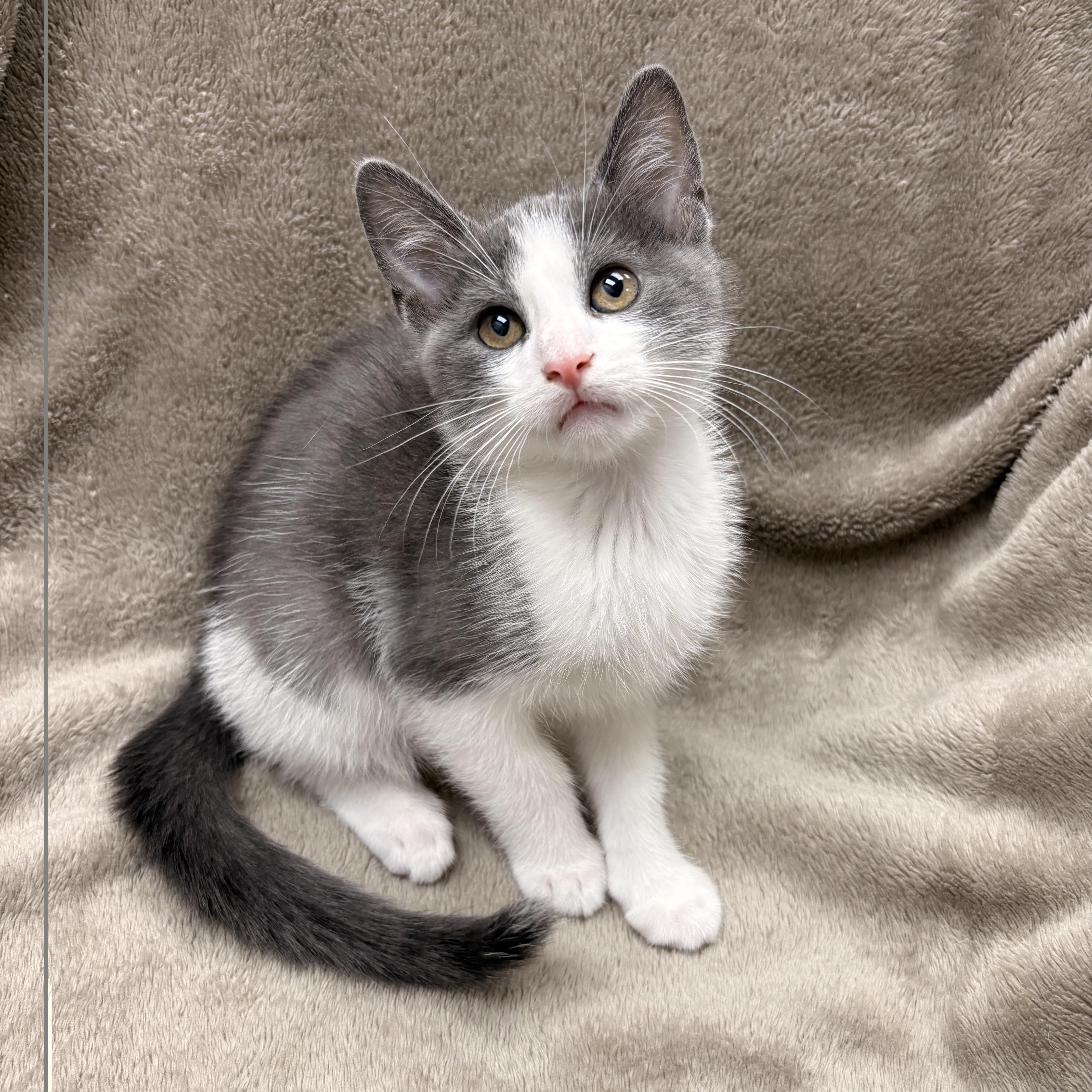 A baby medium-sized male Gray & White Domestic Short Hair cat named Trickster for adoption in White Oak, PA