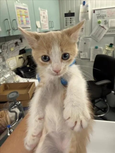 A baby small-sized male White Domestic Short Hair cat named Aspen for adoption in Woodland, CA