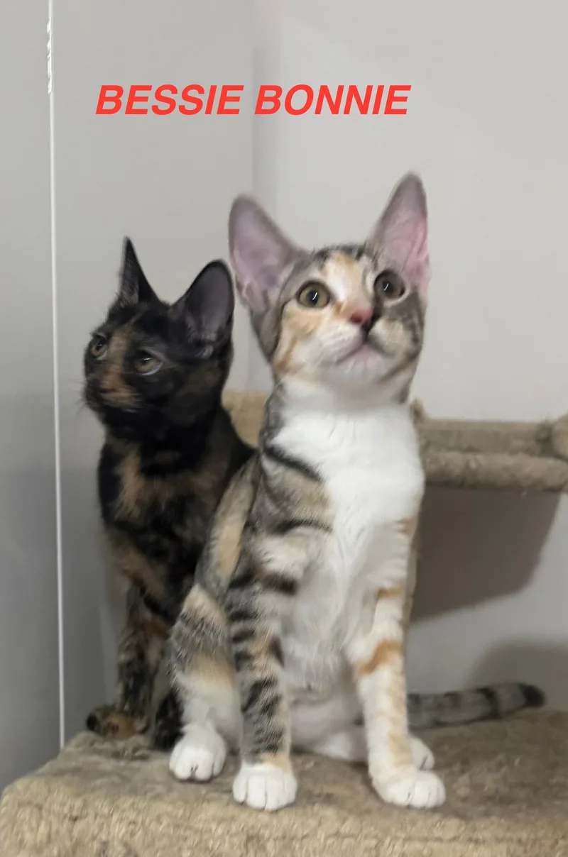 A young small-sized female Calico Domestic Short Hair cat named Bessie & Bonnie Bonded for adoption in Boca Raton, FL