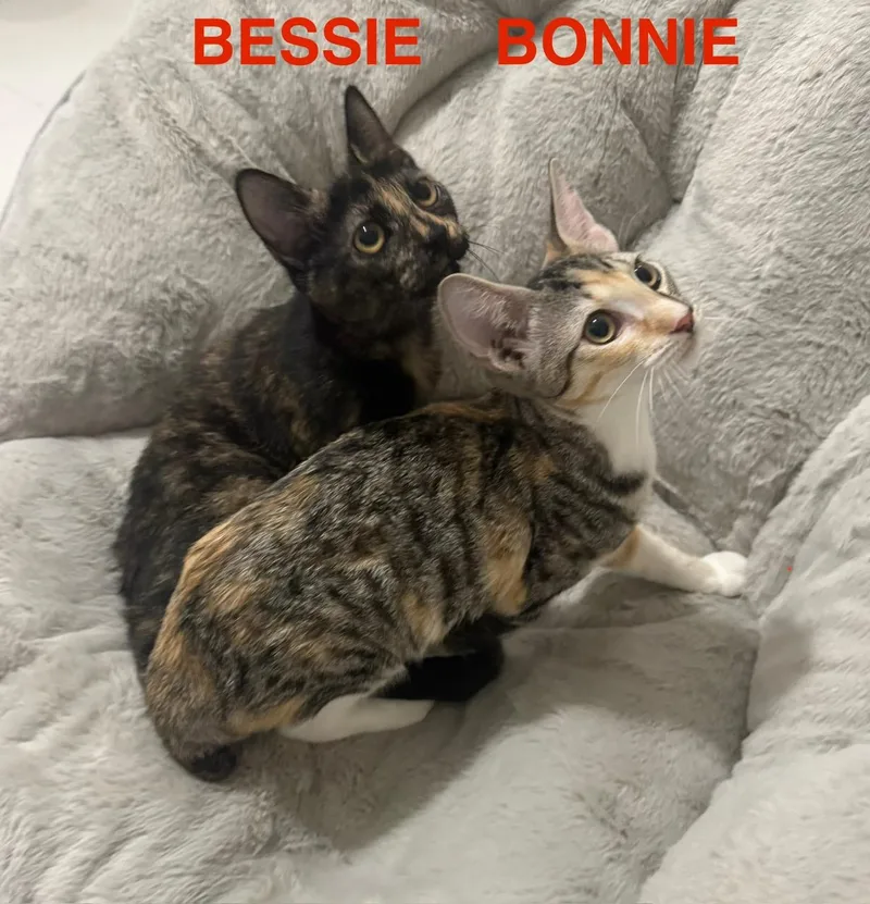 Bessie & Bonnie Bonded thumbnail 2