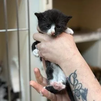 A baby small-sized male Black Domestic Short Hair cat named Swing for adoption in Madison, WI