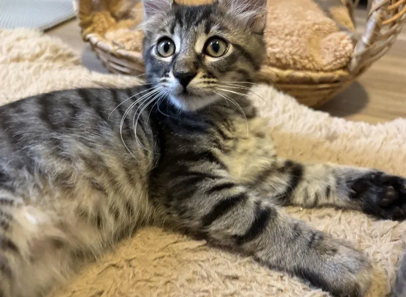 A young medium-sized male Domestic Short Hair cat named Toasty for adoption in Riverside, CA