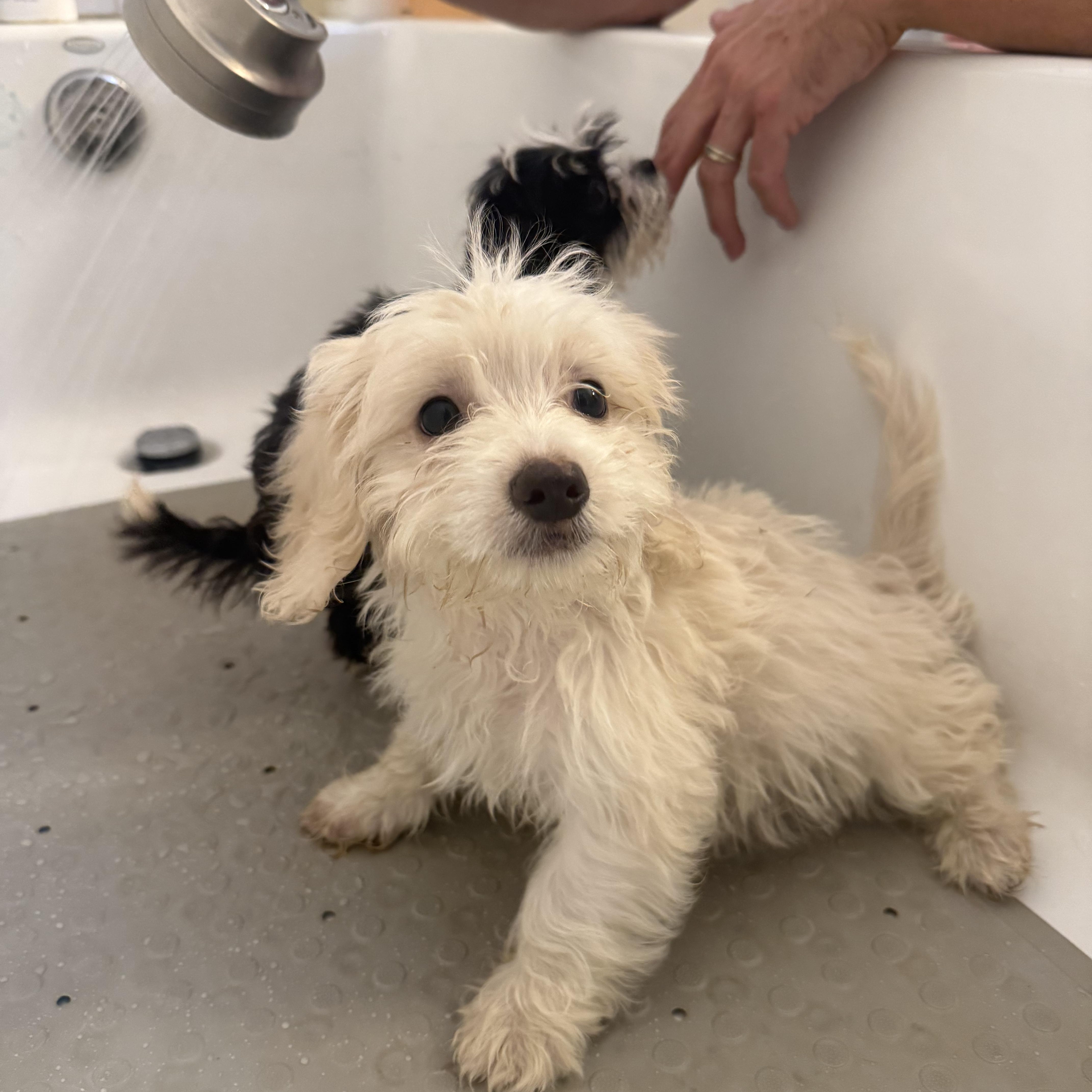 A baby small-sized female White / Cream Maltese dog named Rabbit for adoption in Sun Valley, CA
