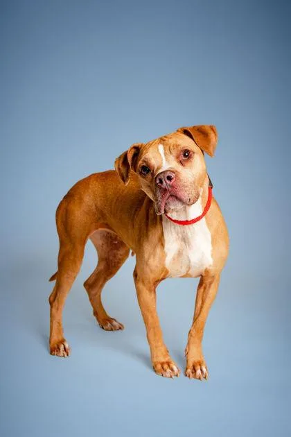 An adult medium-sized female Mixed Breed dog named Camilla for adoption in Knoxville, TN