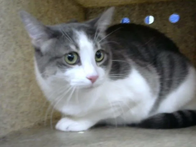 A young small-sized female Domestic Short Hair cat named Nixi for adoption in Albuquerque, NM