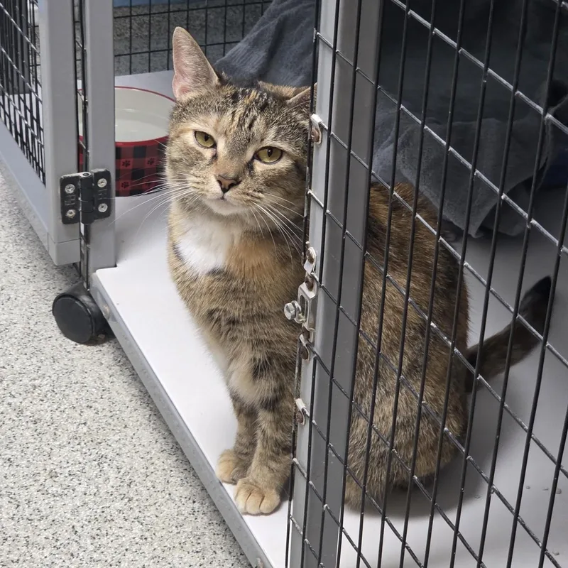 A young medium-sized female Tabby (Brown / Chocolate) Domestic Short Hair cat named Carly for adoption in Carthage, NC