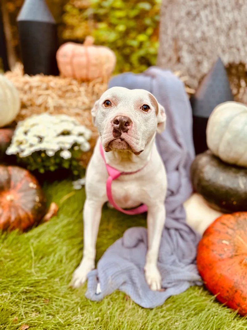 Bettylou thumbnail 5