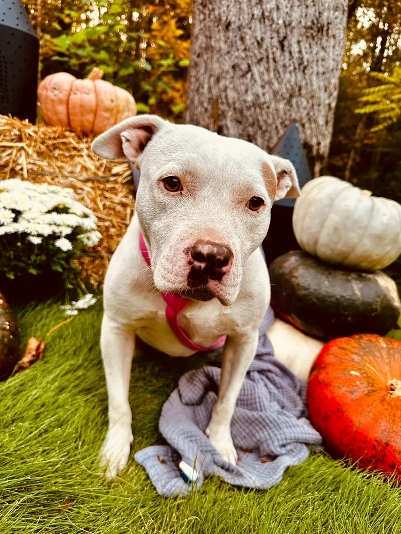 Bettylou thumbnail 6