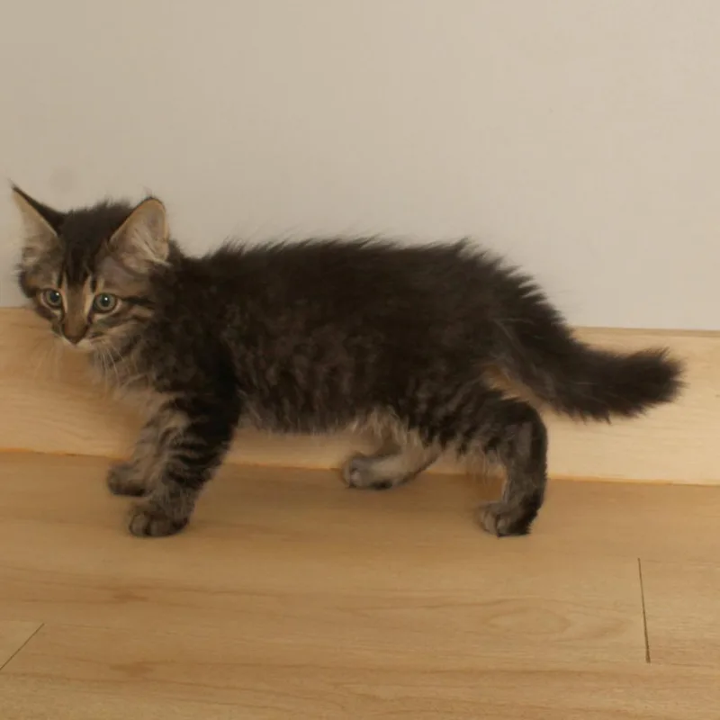 A baby small-sized female Domestic Medium Hair cat named Luigi C for adoption in Minnetonka, MN