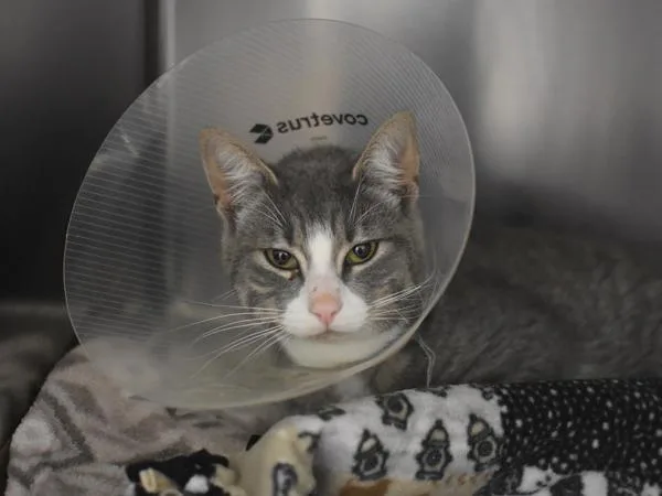 A young medium-sized male Domestic Short Hair cat named York for adoption in Portland, OR