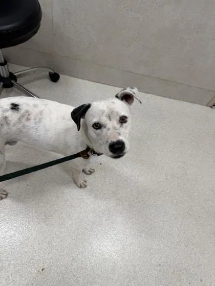 An adult medium-sized male Catahoula Leopard Dog dog named Zeppelin for adoption in Honolulu, HI