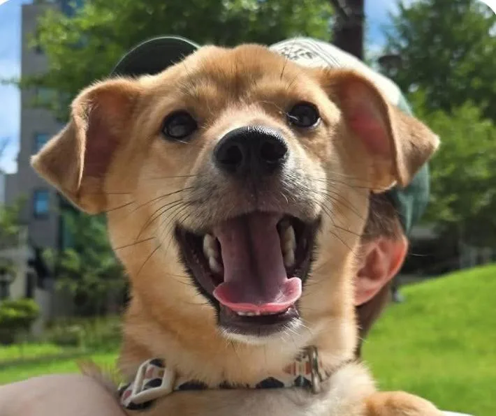 A baby medium-sized male Jindo dog named Yui for adoption in San Ramon, CA