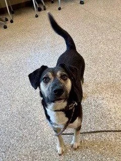 An adult medium-sized female Siberian Husky dog named Missy for adoption in Clyde, NC