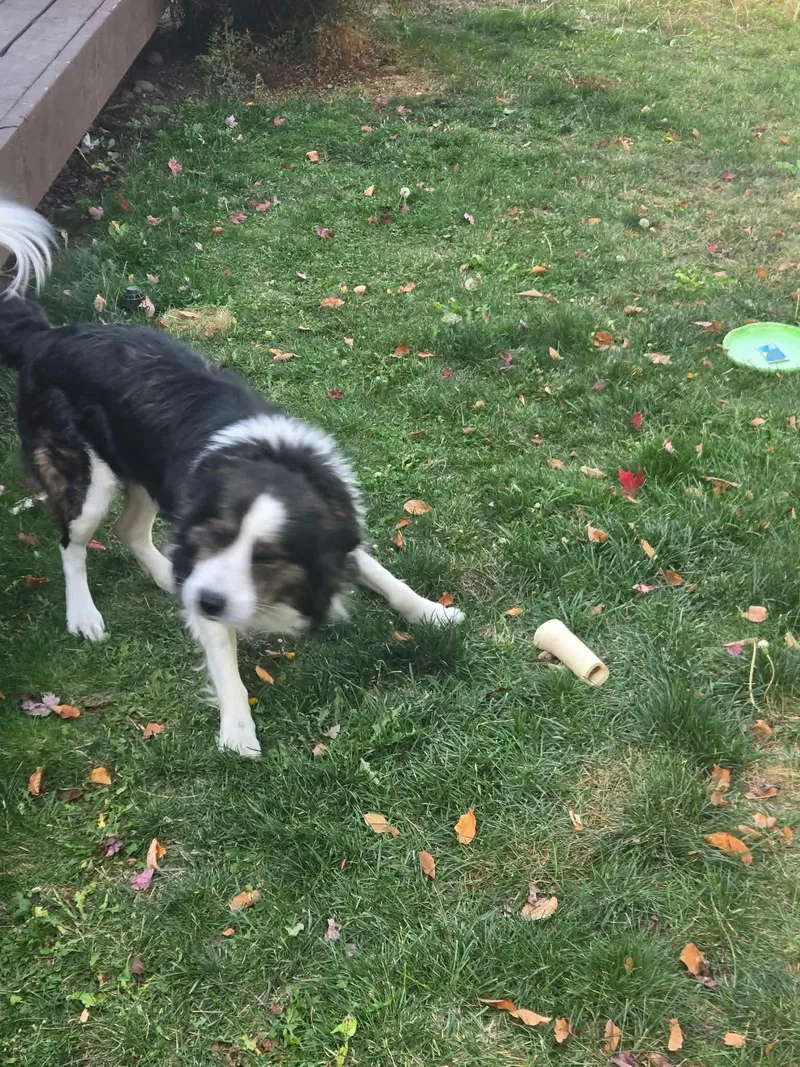 A young medium-sized male Black Border Collie dog named Elon for adoption in Bend, OR