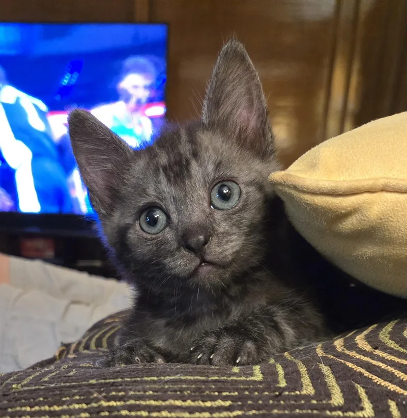 A baby medium-sized male Tabby (Gray / Blue / Silver) Domestic Short Hair cat named Blu for adoption in Huffman, TX