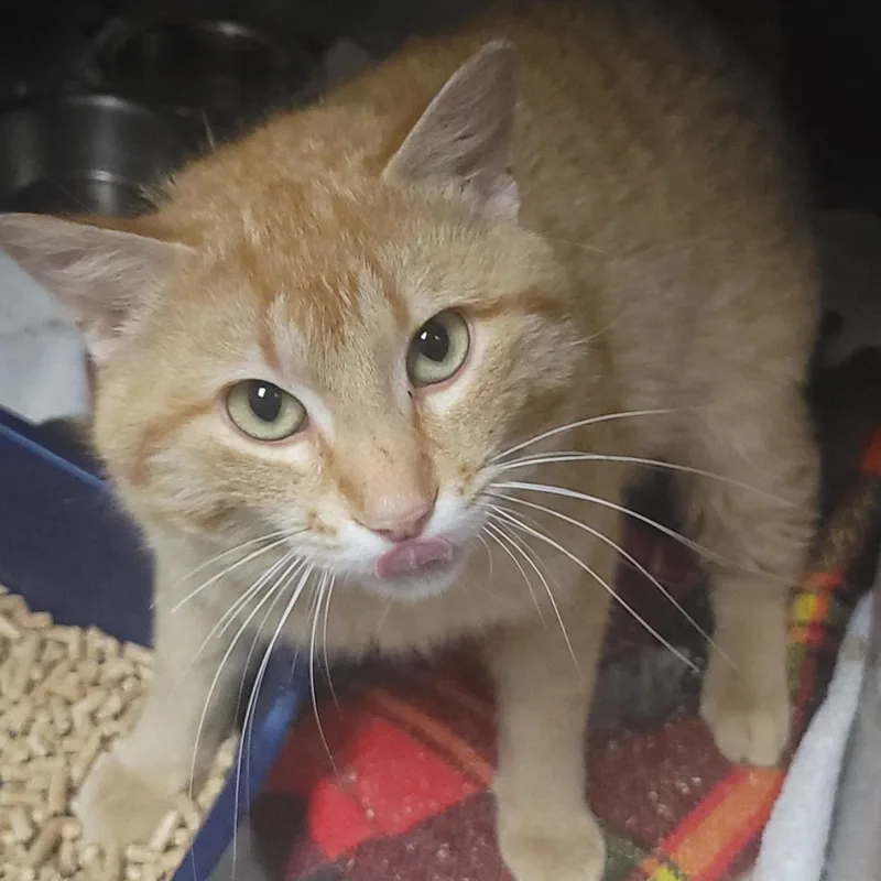An adult medium-sized male Orange / Red Domestic Short Hair cat named Sir Didymus for adoption in Plover, WI