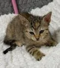 A baby small-sized female Domestic Short Hair cat named Jesse for adoption in Lampasas, TX