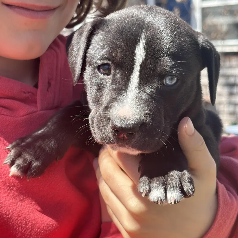 A baby medium-sized female Black Black Labrador Retriever dog named Hatty Skates ~ Local for adoption in Andover, MA