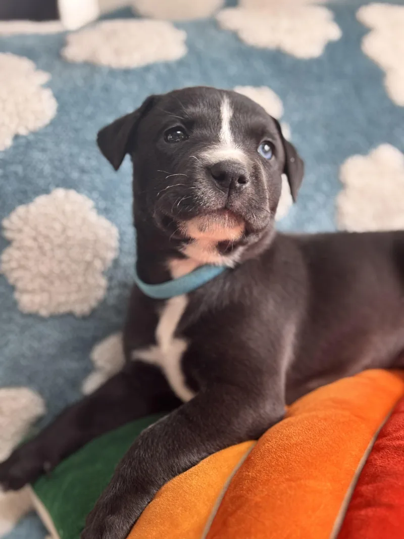 Hatty Skates ~ Local thumbnail 4