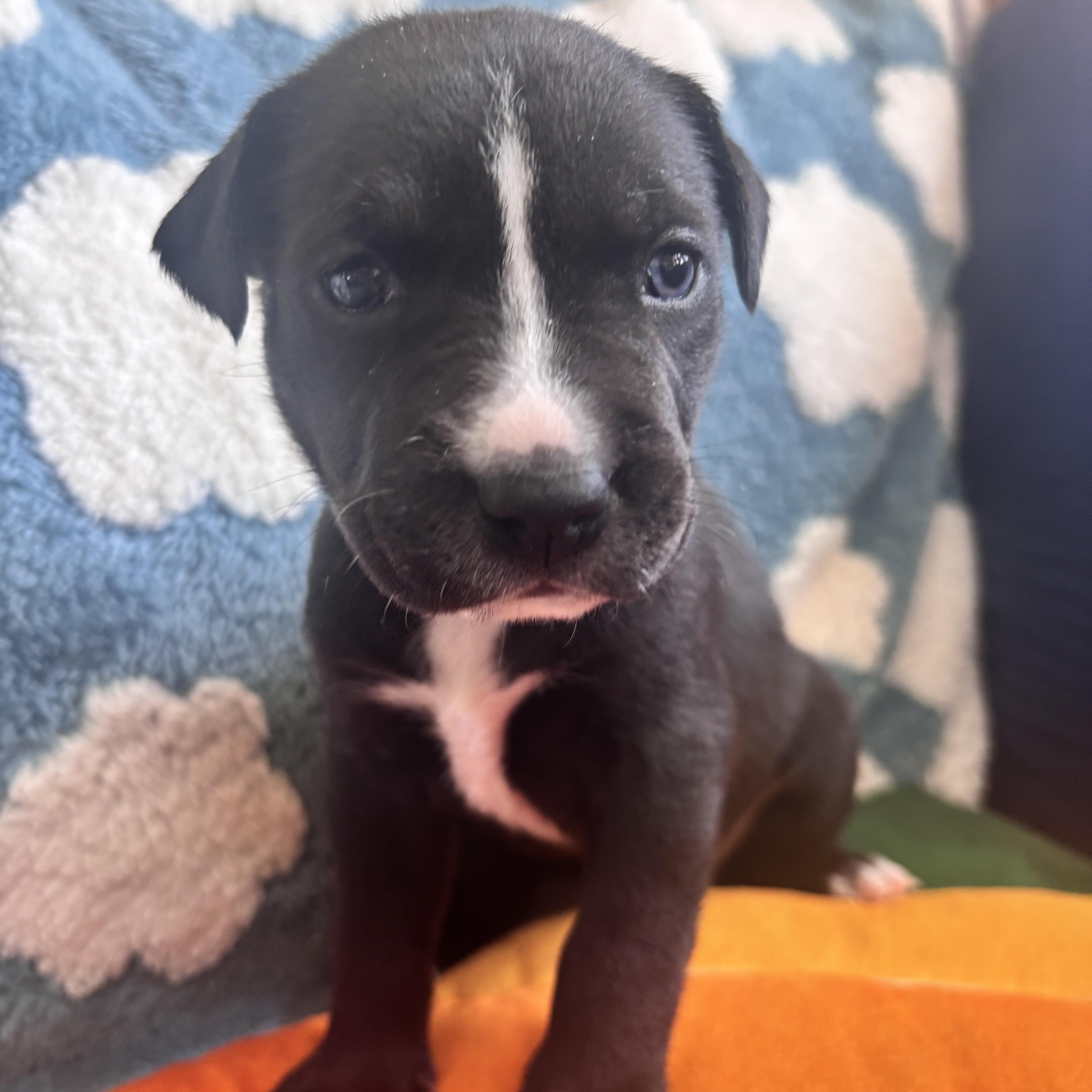 Hatty Skates ~ Local thumbnail 5