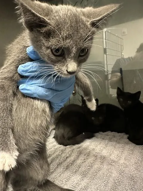 A baby small-sized female Domestic Short Hair cat named Moon for adoption in San Luis Obispo, CA