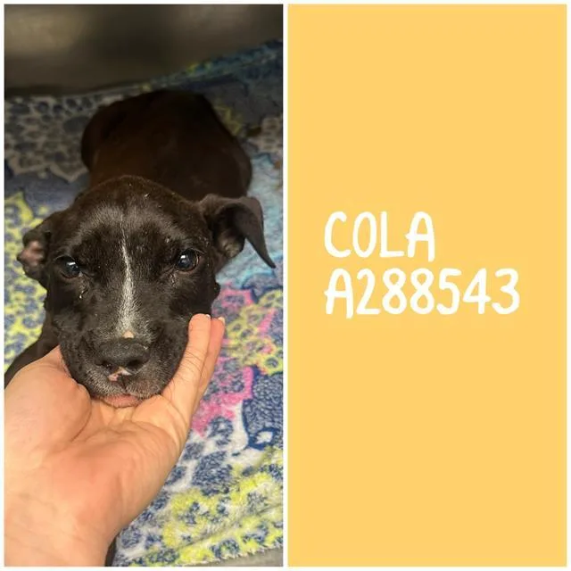A baby small-sized male Mixed Breed dog named Cola for adoption in Macon, GA