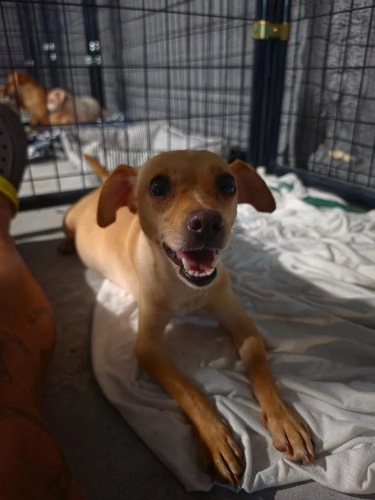 A young small-sized female Chihuahua dog named Boots for adoption in Waynesville, GA