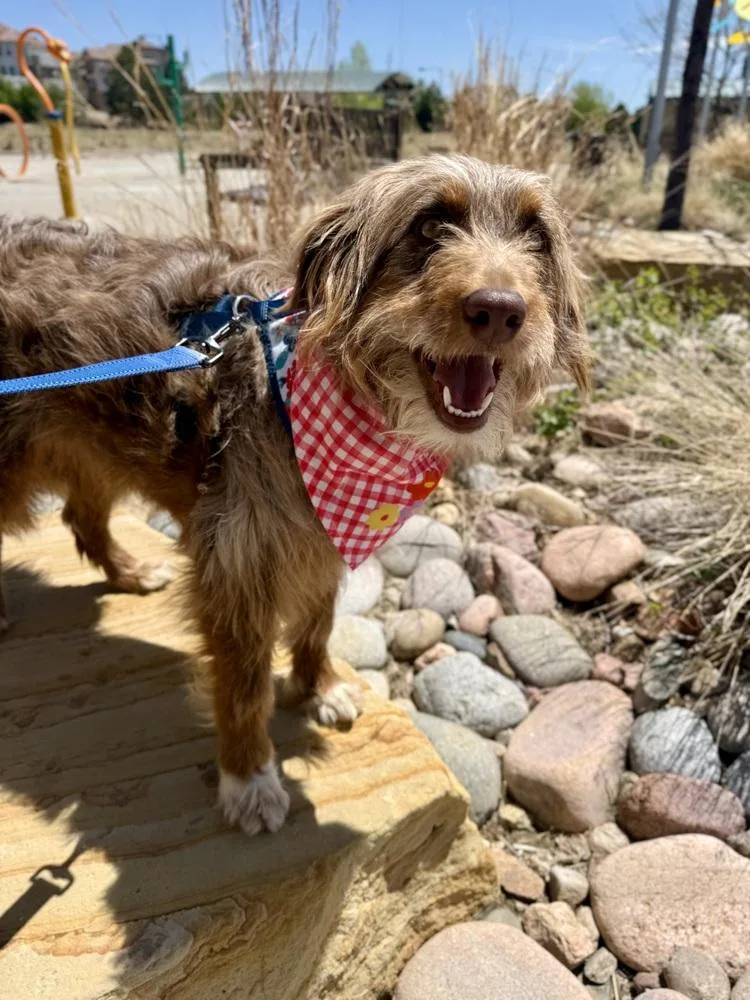 A young medium-sized female Tricolor (Brown, Black, & White) Aussiedoodle dog named Chloe for adoption in Littleton, CO