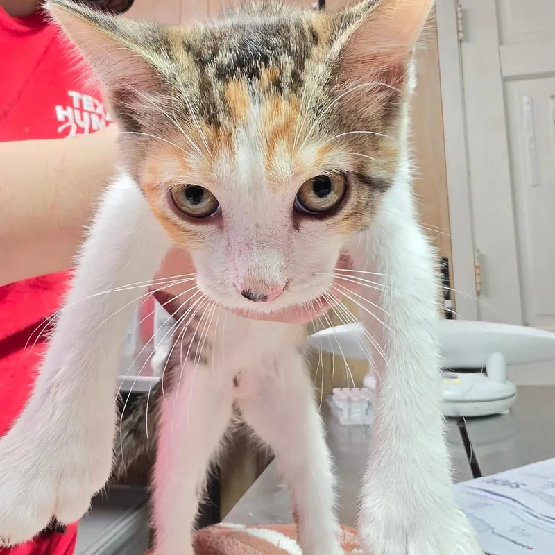 A baby small-sized female White Domestic Short Hair cat named Bonnie for adoption in Leander, TX
