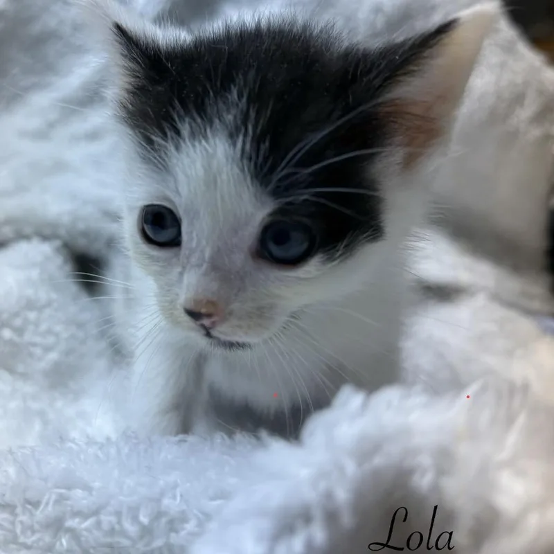 Lola thumbnail 2
