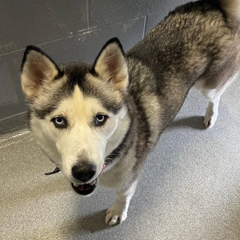 A young large-sized female Black Husky dog named Skyla for adoption in New Philadelphia, OH