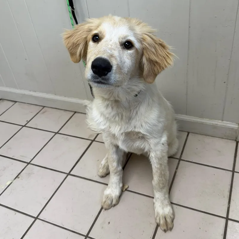 Tuscstray thumbnail 2