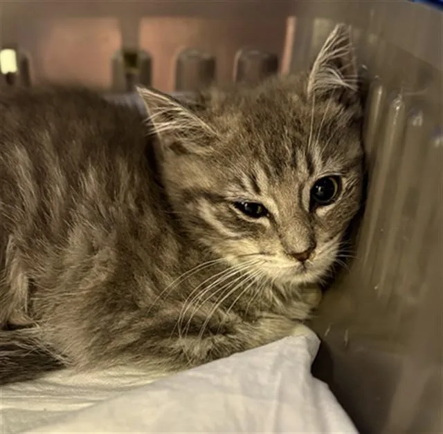 A baby small-sized female Domestic Short Hair cat named Kelly for adoption in Aliquippa, PA