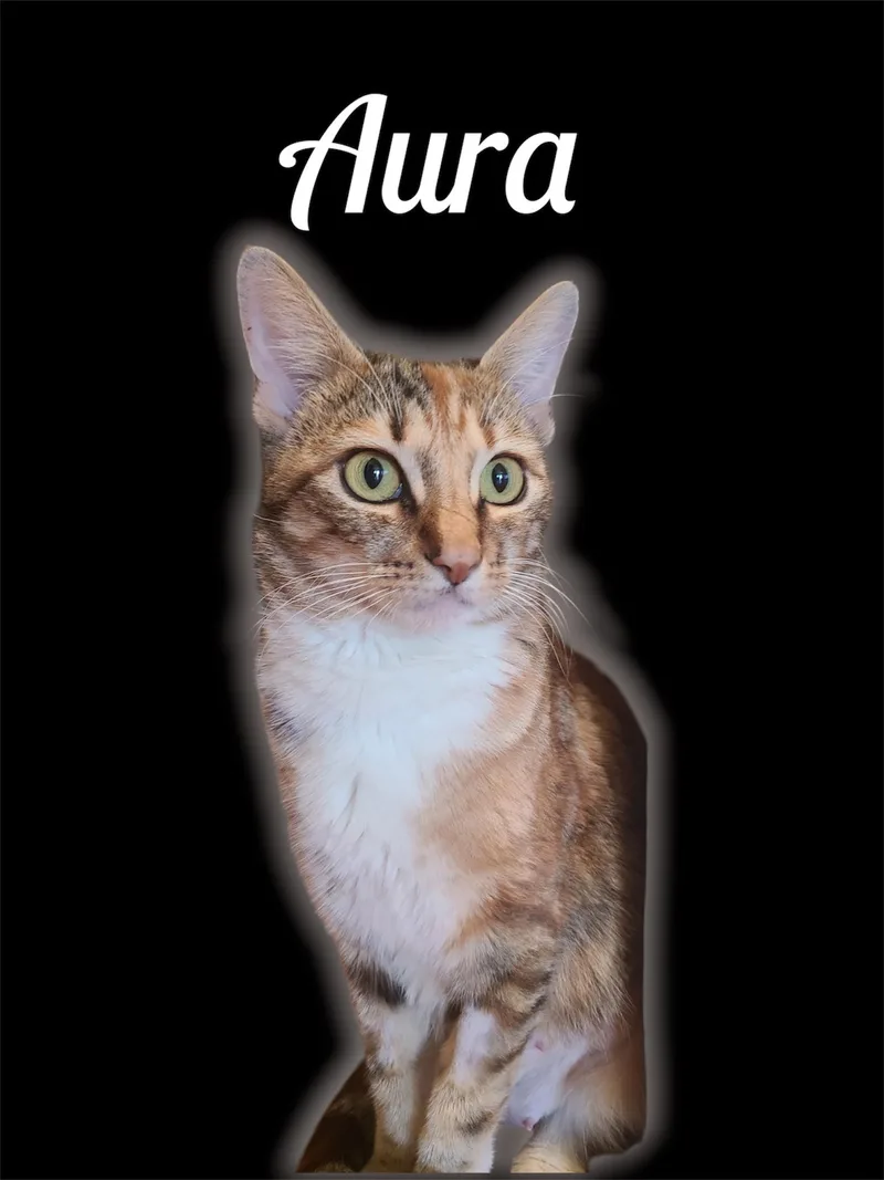 An adult medium-sized female Tortoiseshell Domestic Short Hair cat named Aura for adoption in Auburn, CA