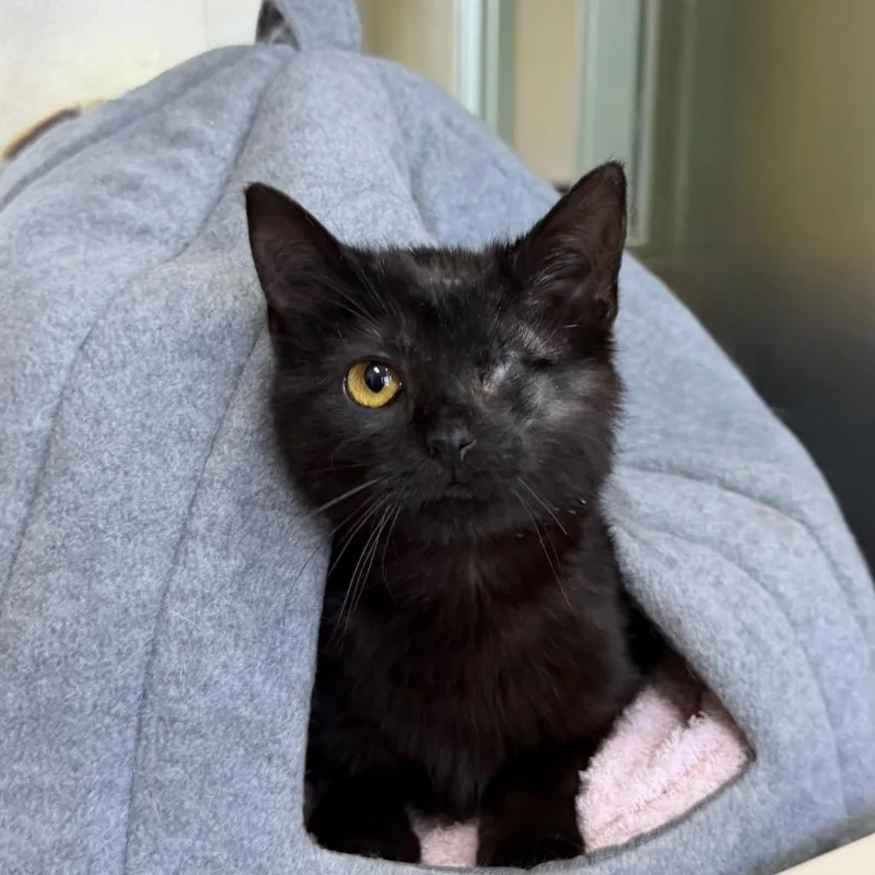 A baby medium-sized male Domestic Short Hair cat named Nimbus for adoption in State College, PA