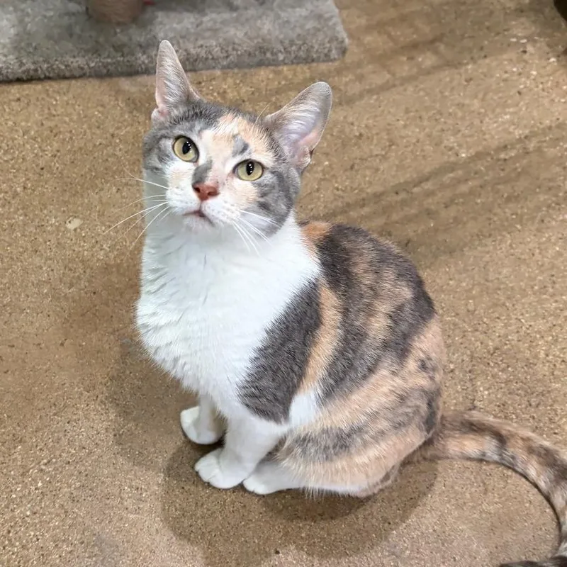 An adult medium-sized female Calico Domestic Short Hair cat named Lana for adoption in Skokie, IL