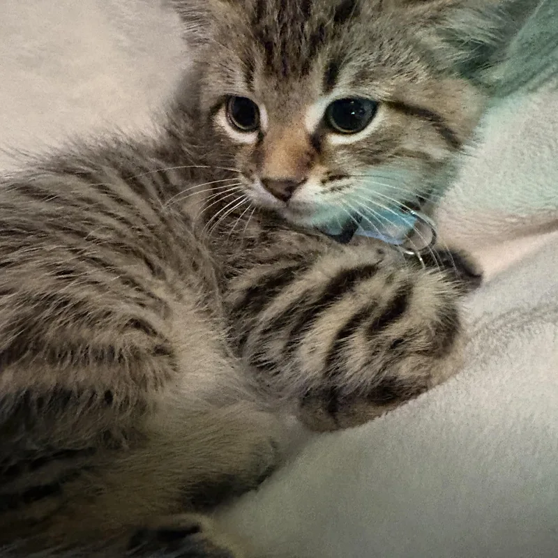 A baby large-sized male Tabby (Buff / Tan / Fawn) American Shorthair cat named Sloan for adoption in Forney, TX