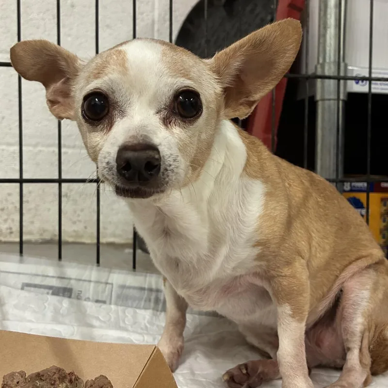 A senior small-sized female Brown / Chocolate Chihuahua dog named Estrella for adoption in Edinburg, TX