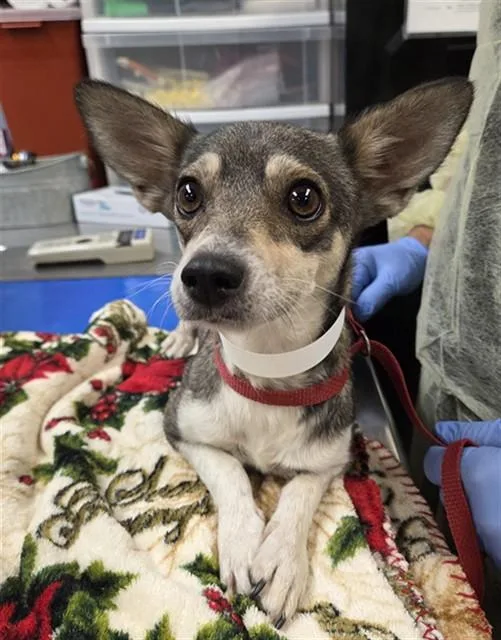 An adult small-sized female Chihuahua dog named Skeeter for adoption in Phoenix, AZ